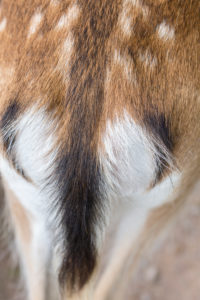 Rear part of a fawn, mirror, Capreolus capreolus, detail, Rear part of a fawn, mirror, Capreolus capreolus, detail,